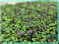 Spicy Salad Mix Microgreens 3.5 oz