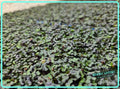 Red Acre Cabbage Microgreens 3.5 oz