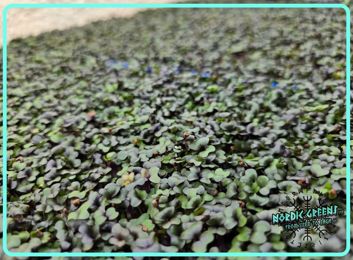 Red Acre Cabbage Microgreens 3.5 oz