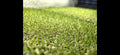 Speckled Peas Microgreens 3.5 oz