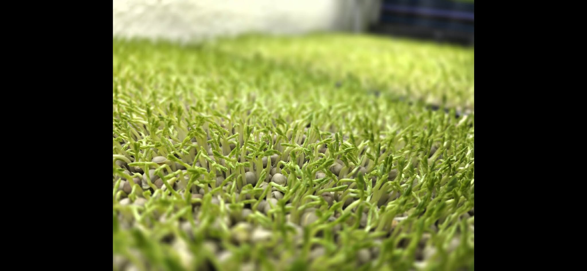 Speckled Peas Microgreens