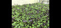 Mild Salad Mix Microgreens