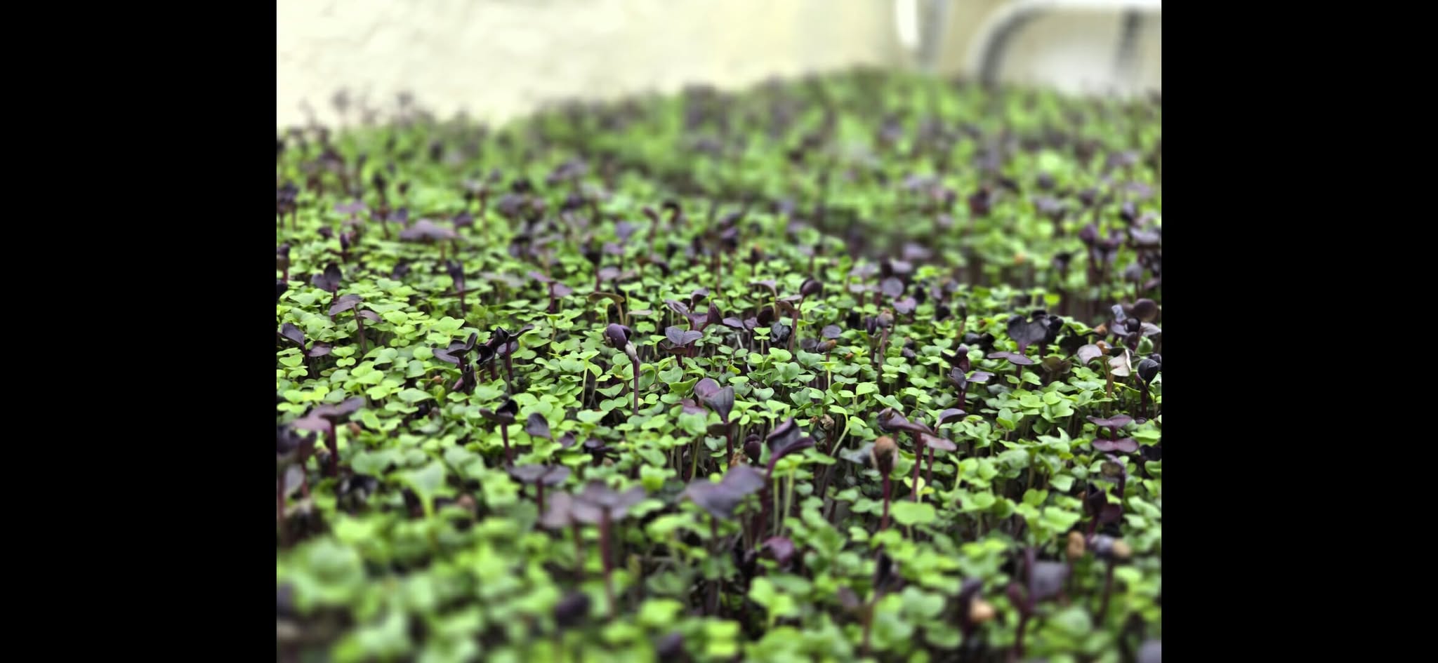 Mild Salad Mix Microgreens