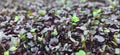 Rambo Radish Microgreens 3.5 oz