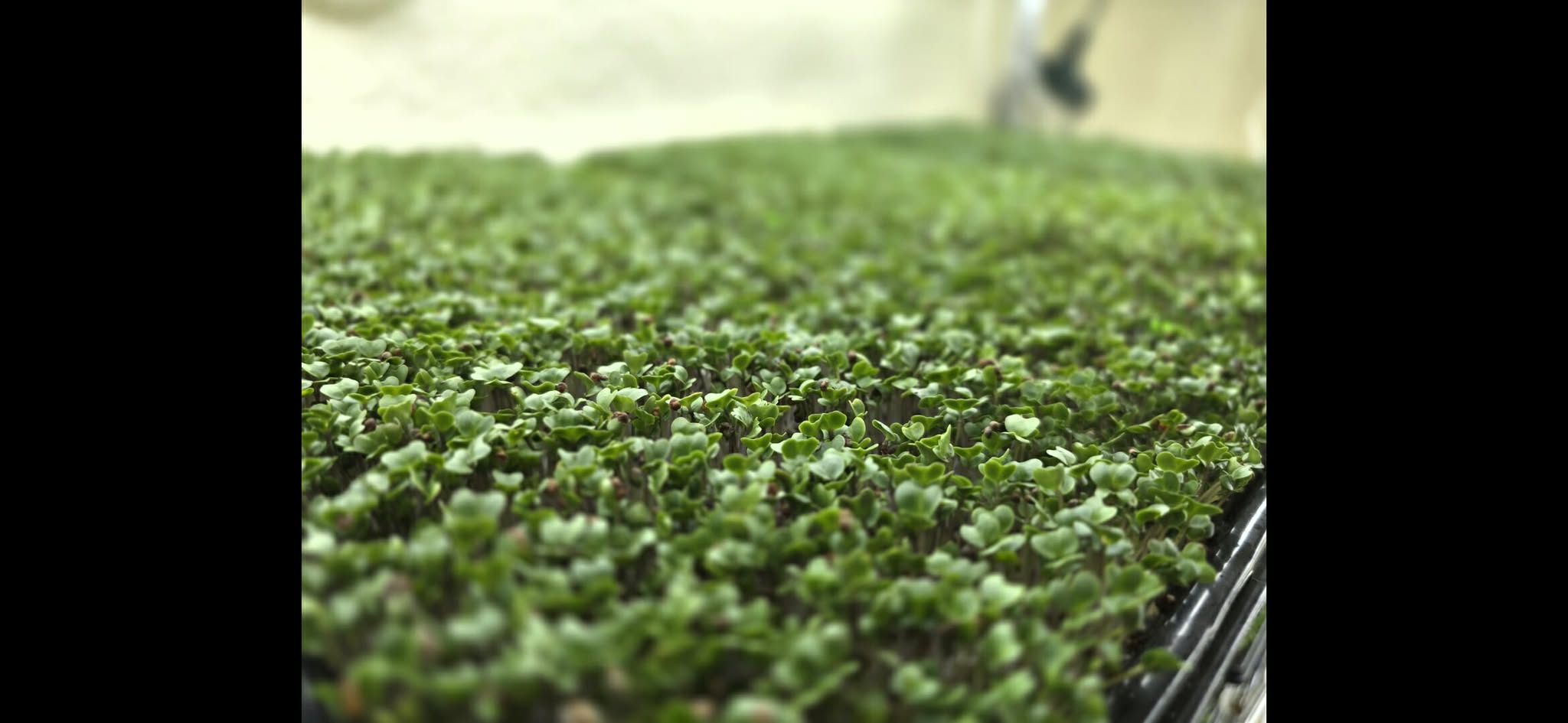 Broccoli Microgreens