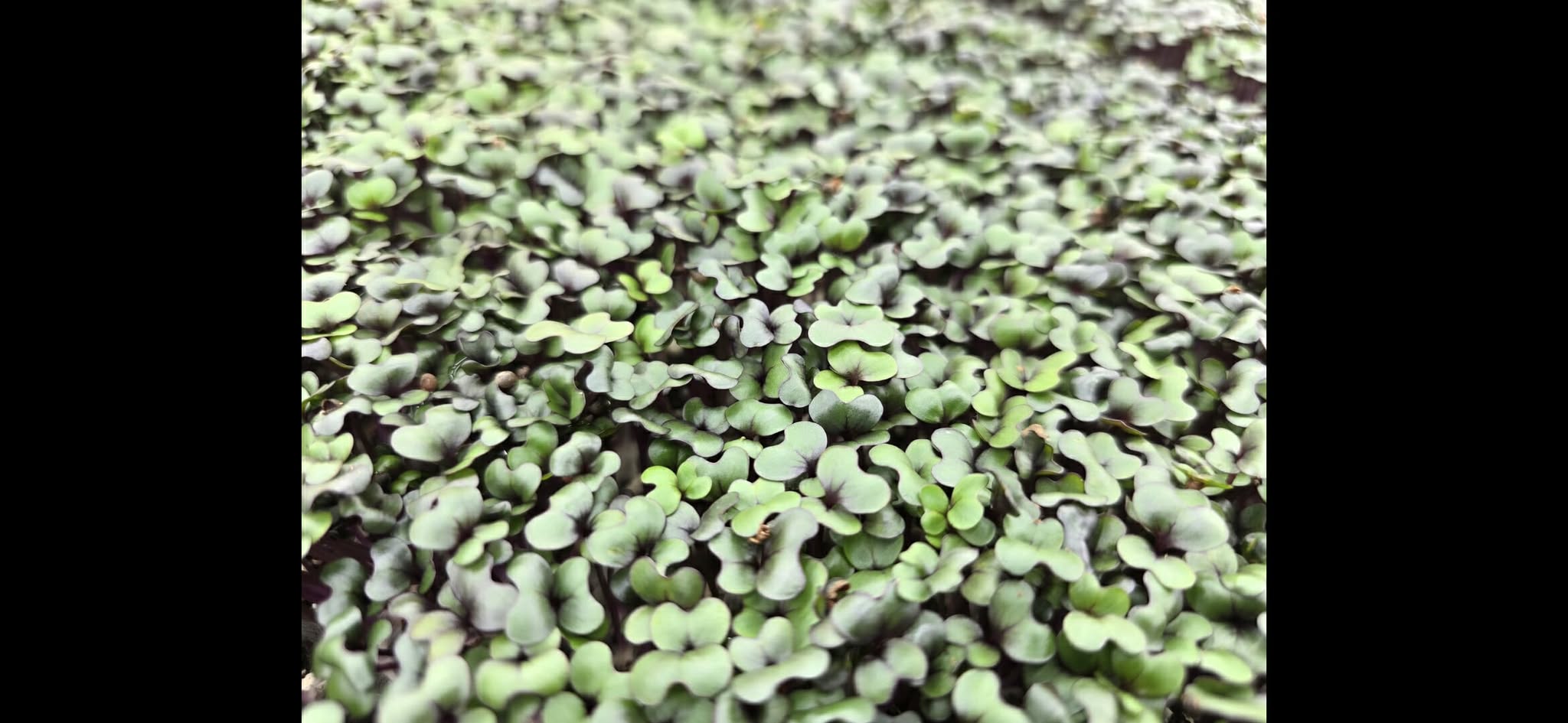 Red Acre Cabbage Microgreens