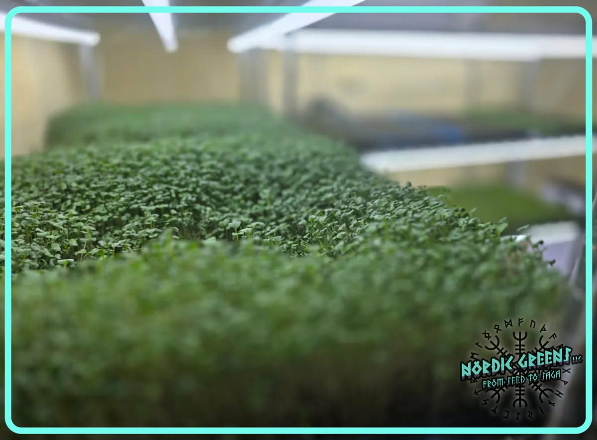 Broccoli Microgreens 3.5 oz
