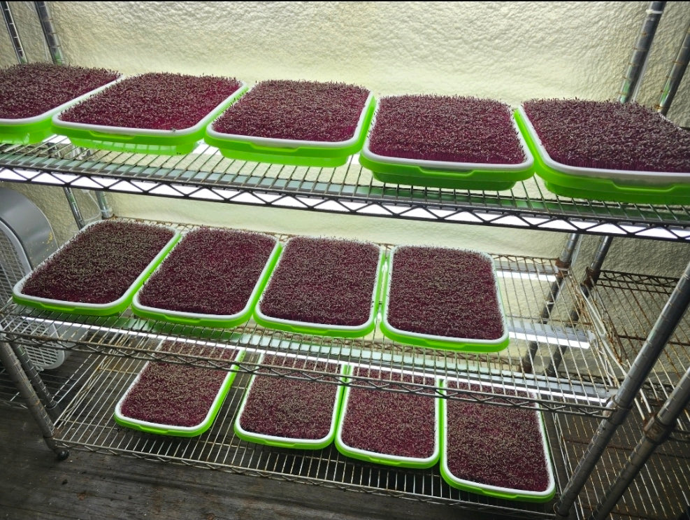 DIY Microgreens Grow-Kit