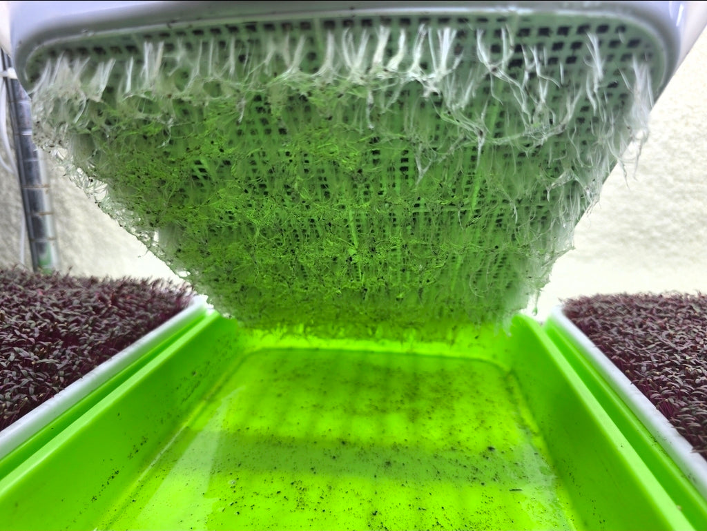 DIY Microgreens Grow-Kit
