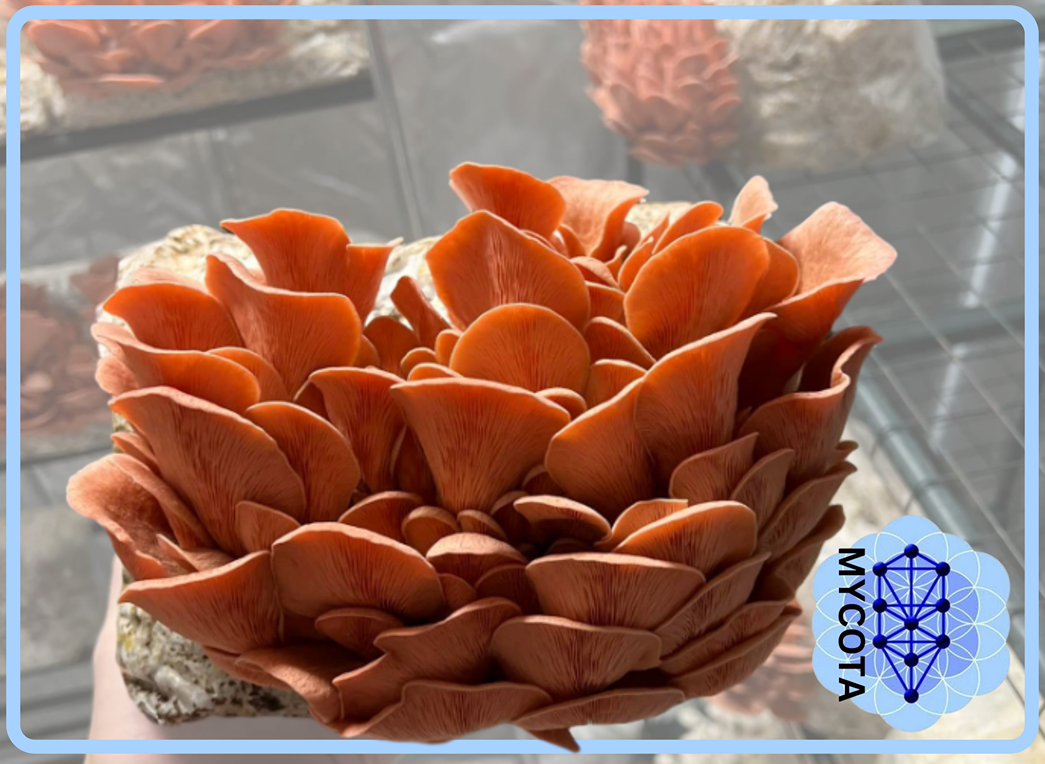 Mushrooms- Locally grown by Mycota (1/2 pound per order)