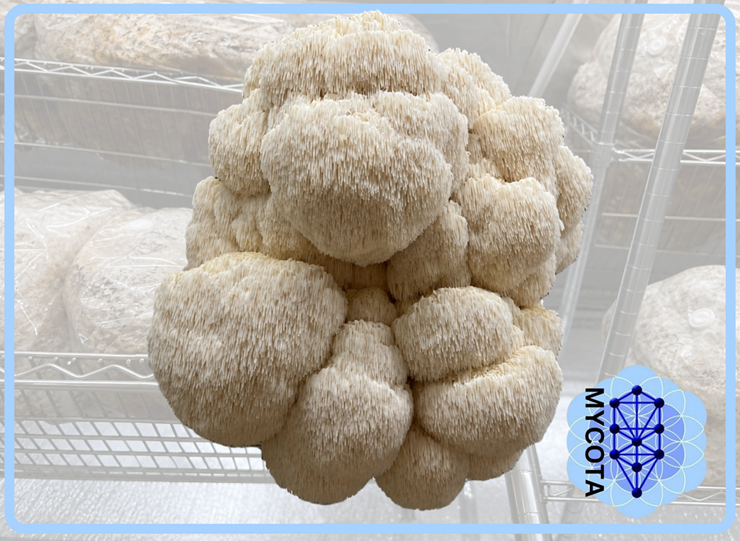 Mushrooms- Locally grown by Mycota (1/2 pound per order)