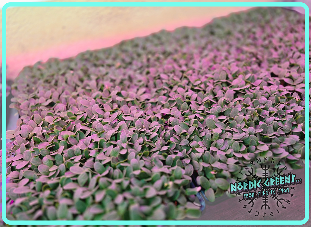 Cantaloupe Microgreens 3.5 oz