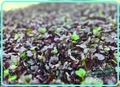 Rambo Radish Microgreens 3.5 oz