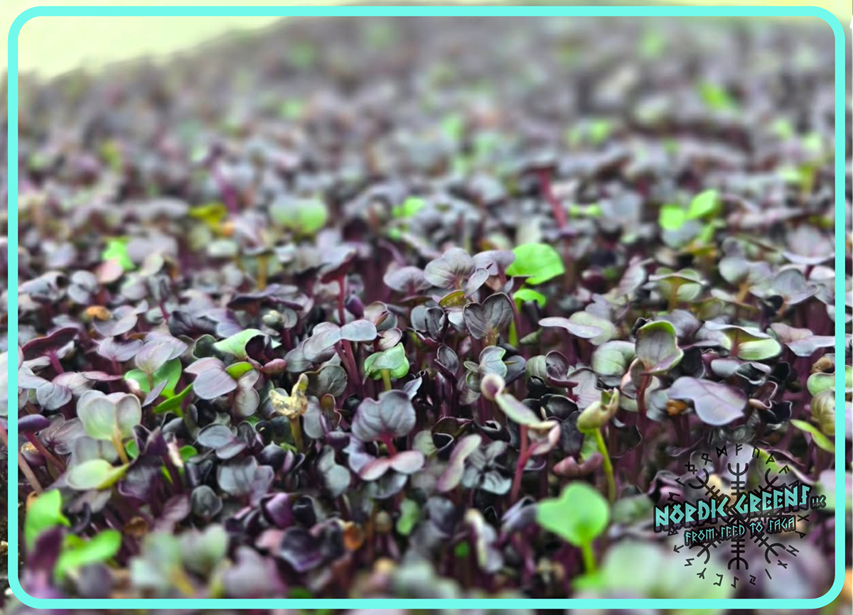 Rambo Radish Microgreens 3.5 oz
